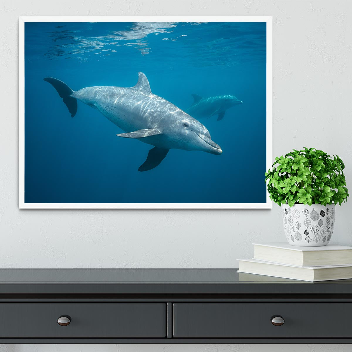 Curious Dolphin Framed Print - Canvas Art Rocks -6