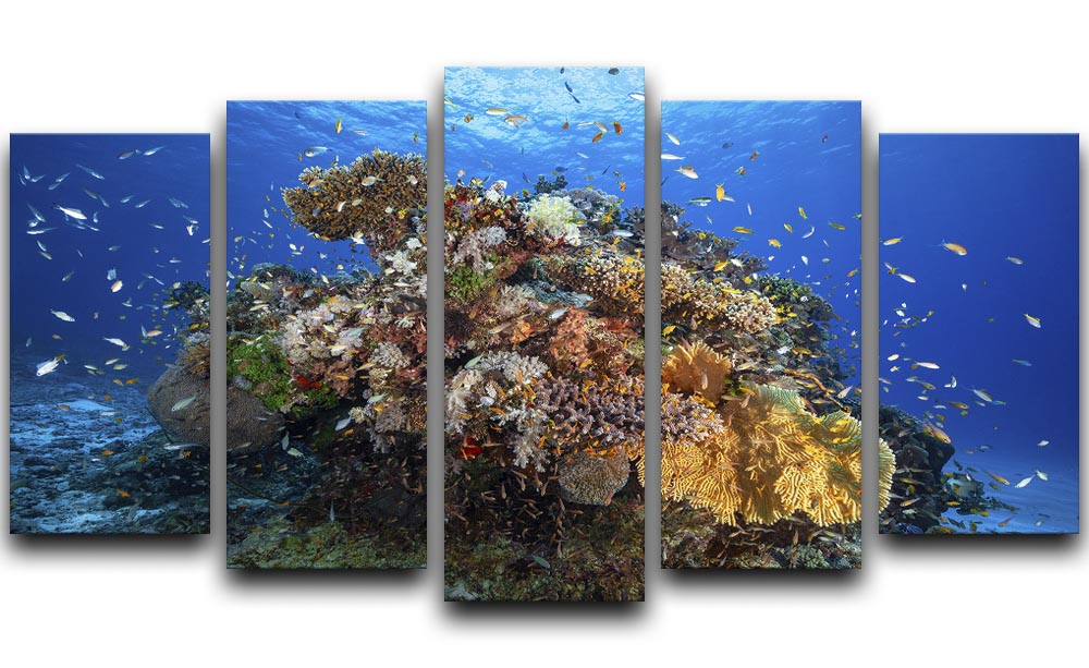Underwater Biodiversity 5 Split Panel Canvas - Canvas Art Rocks - 1
