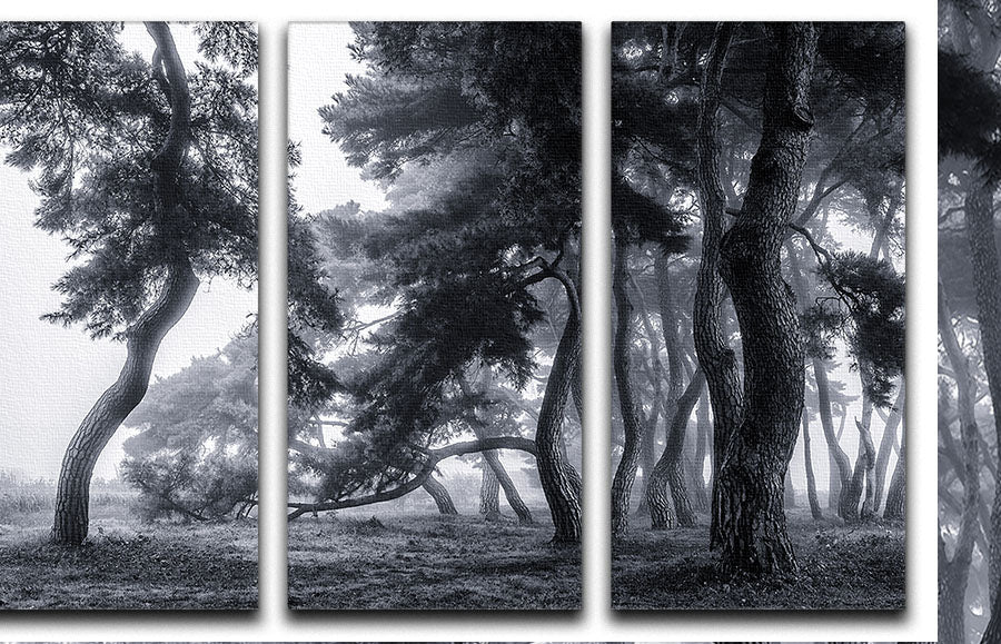 Pine Trees Dancing In The Fog 3 Split Panel Canvas Print - Canvas Art Rocks - 1