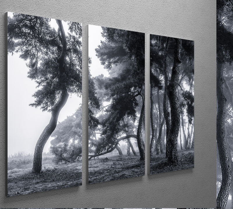 Pine Trees Dancing In The Fog 3 Split Panel Canvas Print - Canvas Art Rocks - 2