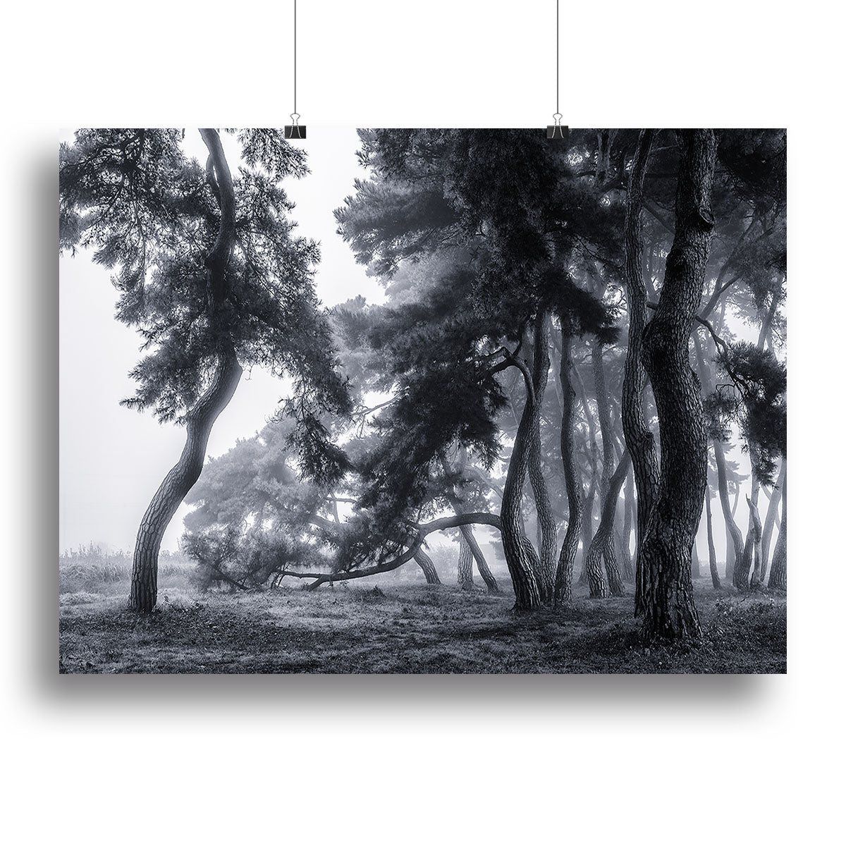 Pine Trees Dancing In The Fog Canvas Print or Poster - Canvas Art Rocks - 2
