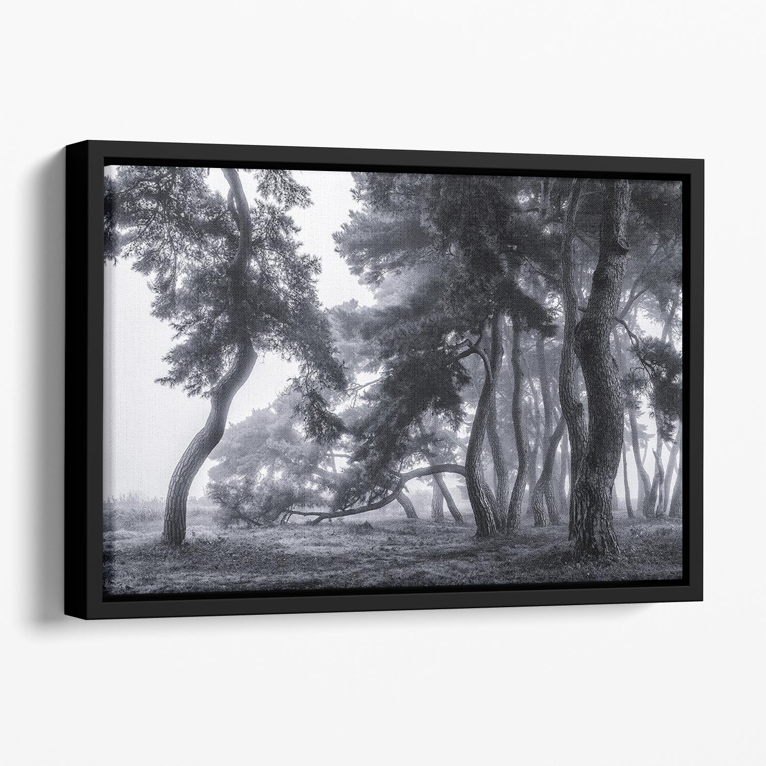 Pine Trees Dancing In The Fog Floating Framed Canvas - Canvas Art Rocks - 1