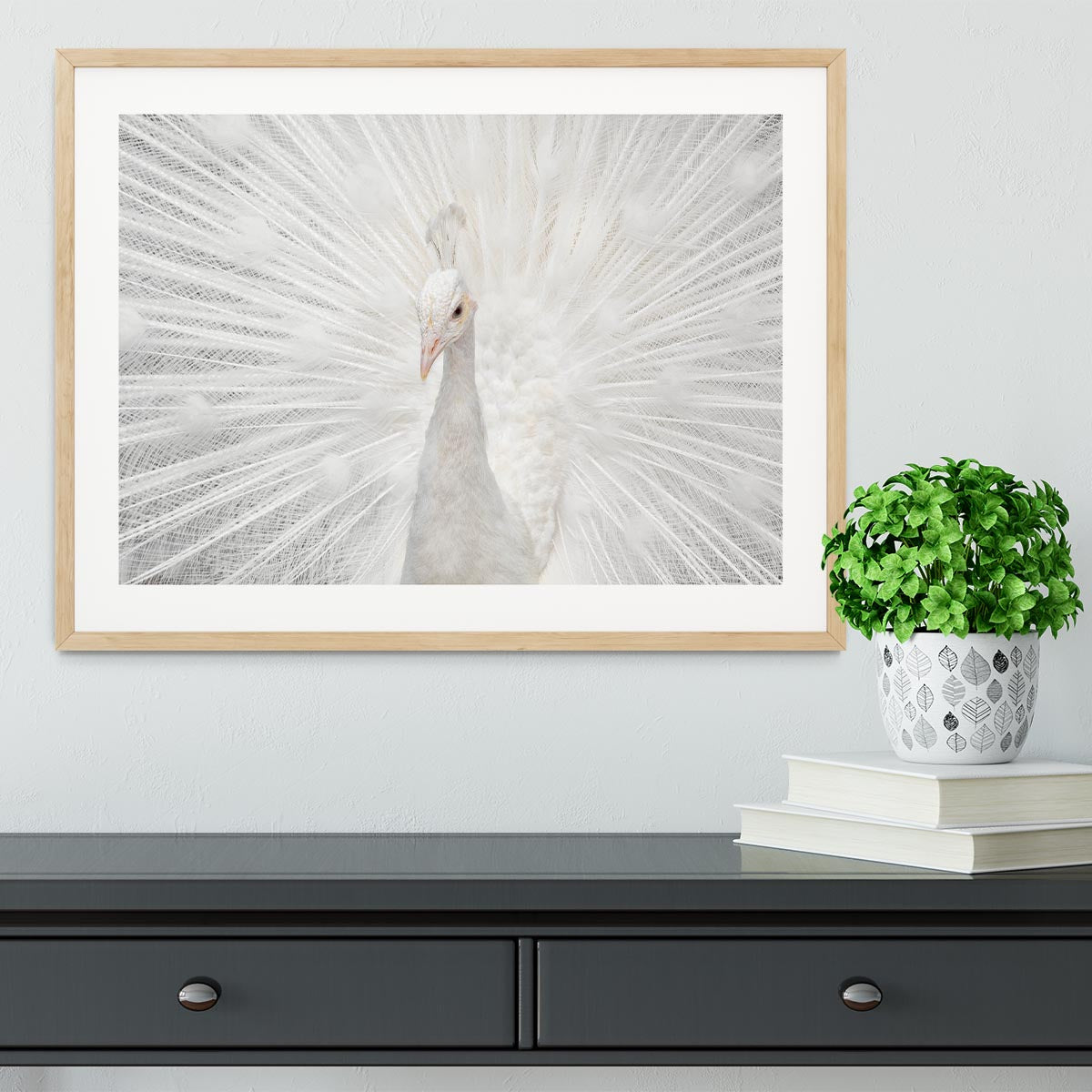 Splendid Whitie Peacock Framed Print - Canvas Art Rocks - 3