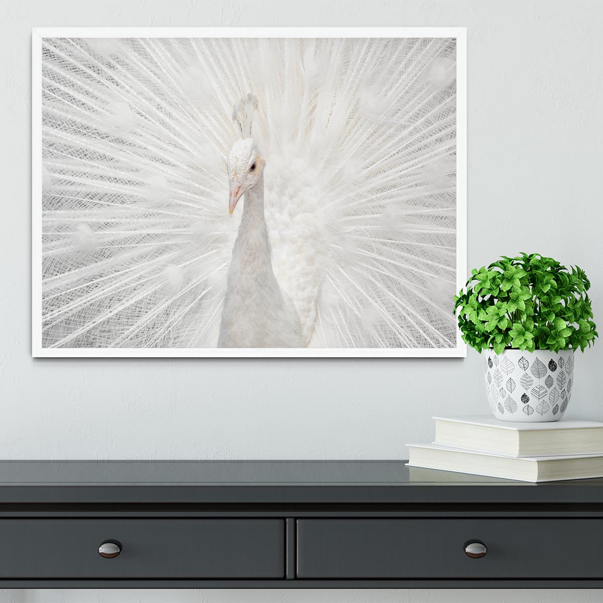 Splendid Whitie Peacock Framed Print - Canvas Art Rocks -6