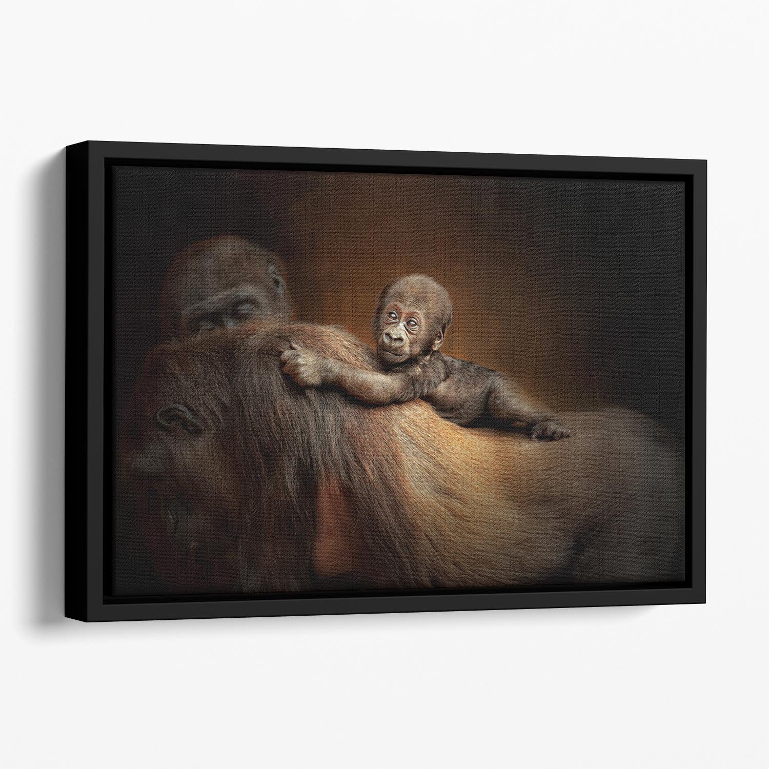 Baby Monkey Floating Framed Canvas - 1x - 1