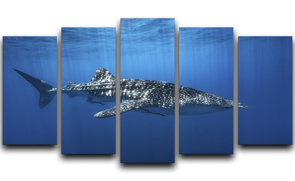 Whale Shark In The Blue 5 Split Panel Canvas - Canvas Art Rocks - 1