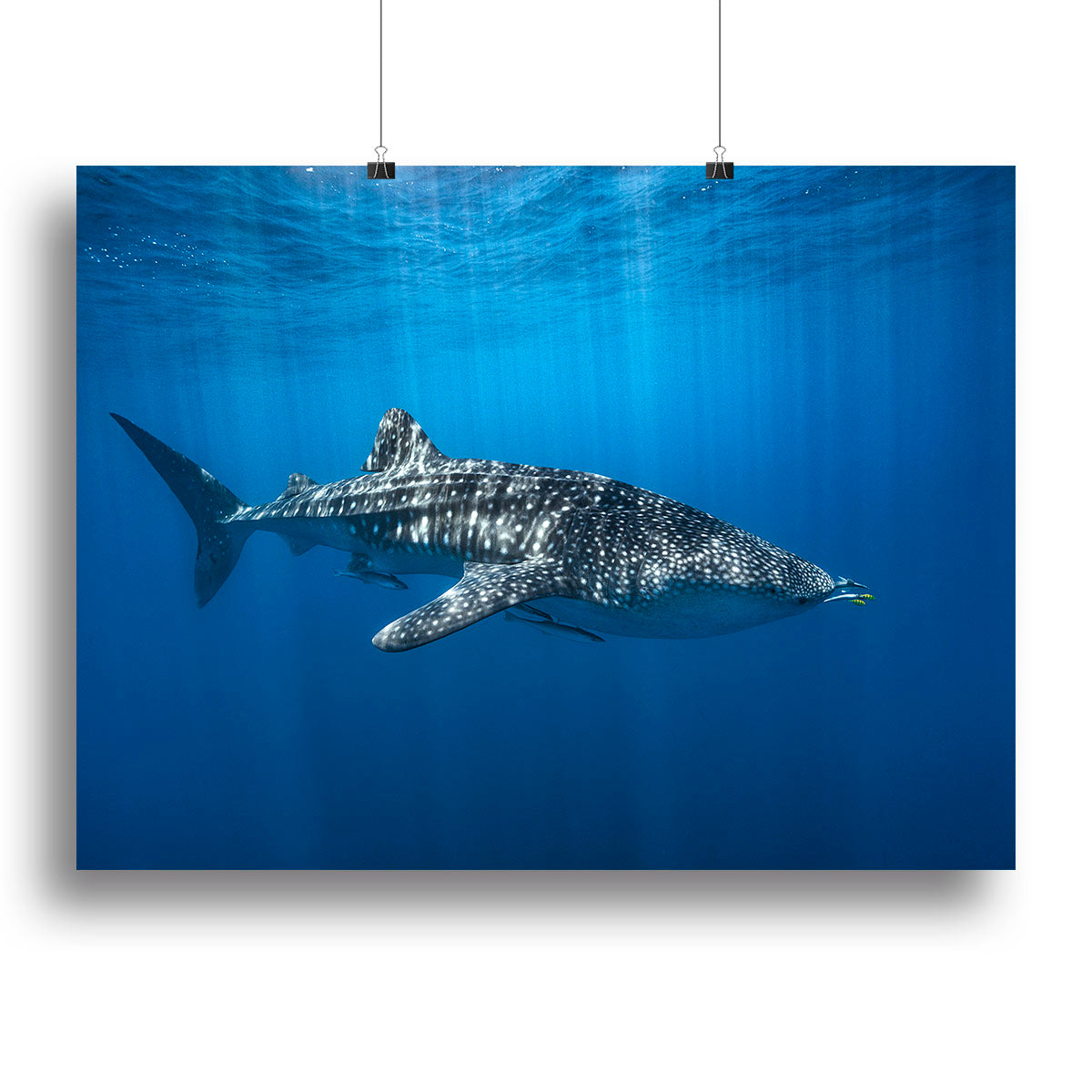 Whale Shark In The Blue Canvas Print or Poster - Canvas Art Rocks - 2