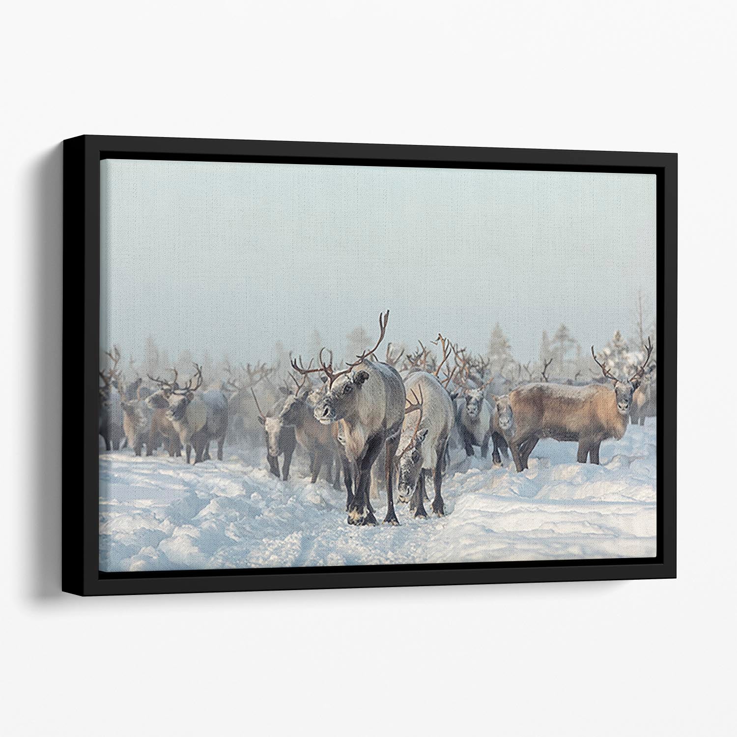 Reindeers Floating Framed Canvas - Canvas Art Rocks - 1
