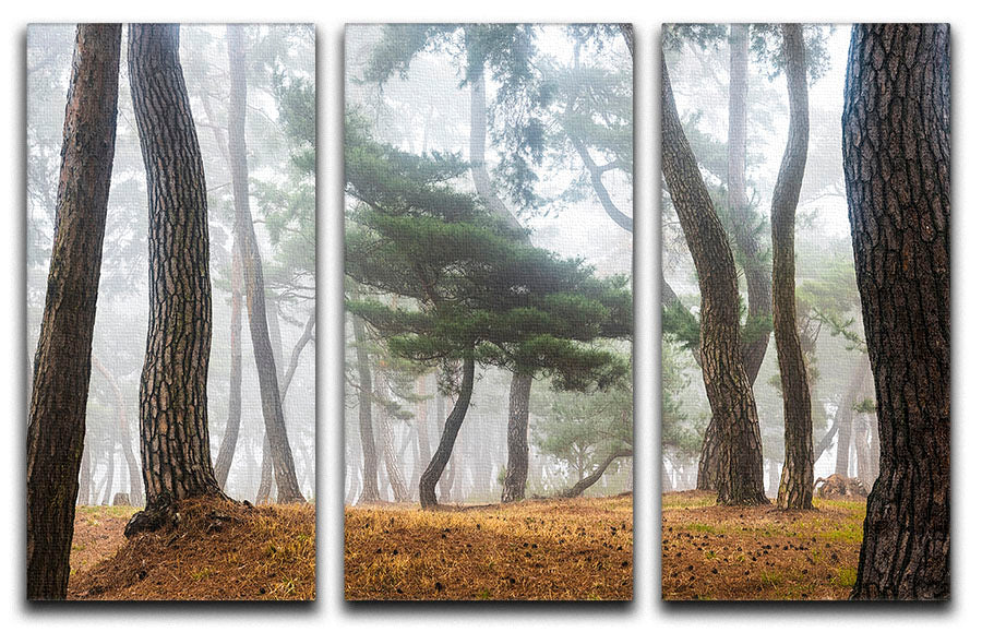 In The Misty Pine Forest 3 Split Panel Canvas Print - Canvas Art Rocks - 1