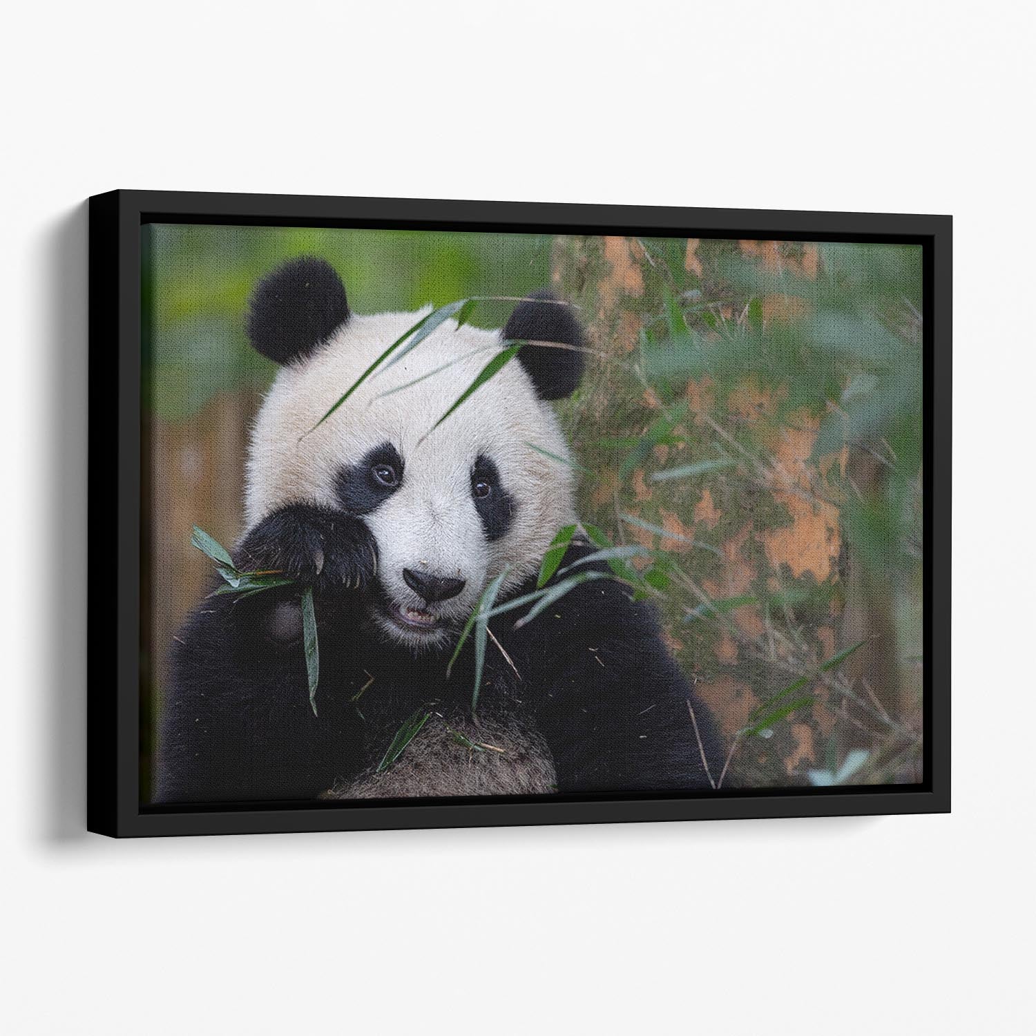 Bamboo Time Floating Framed Canvas - 1x - 1