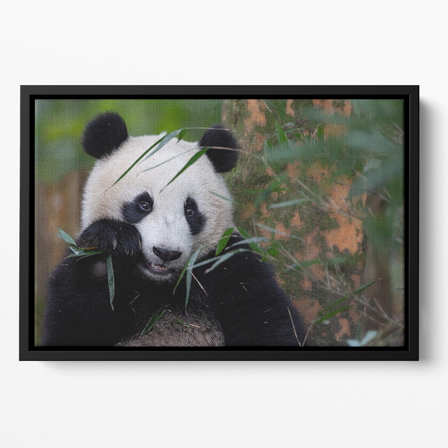 Bamboo Time Floating Framed Canvas - 1x - 2