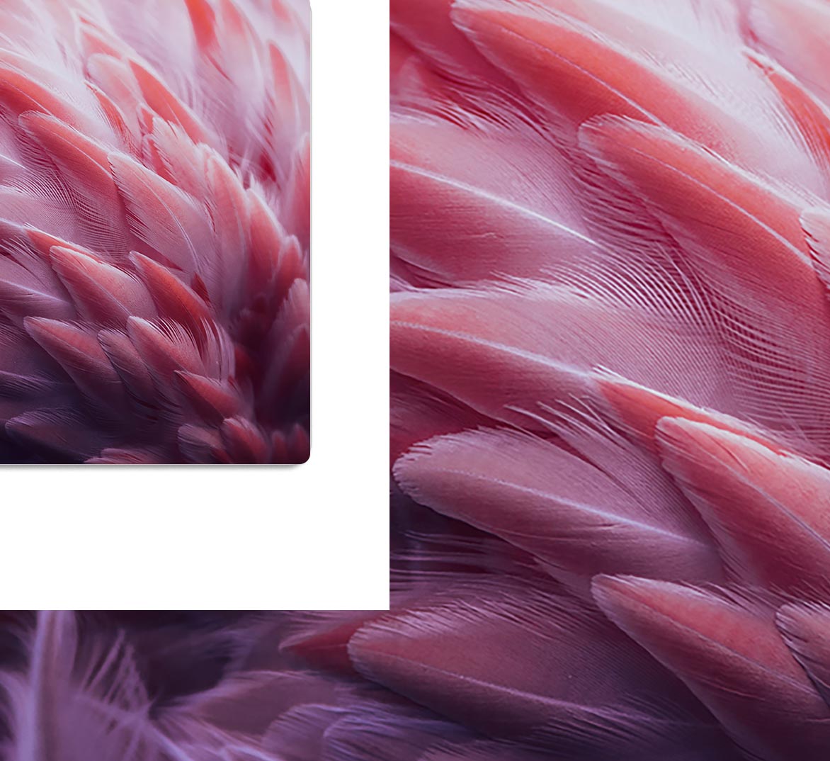 Flamingo HD Metal Print - 1x - 1