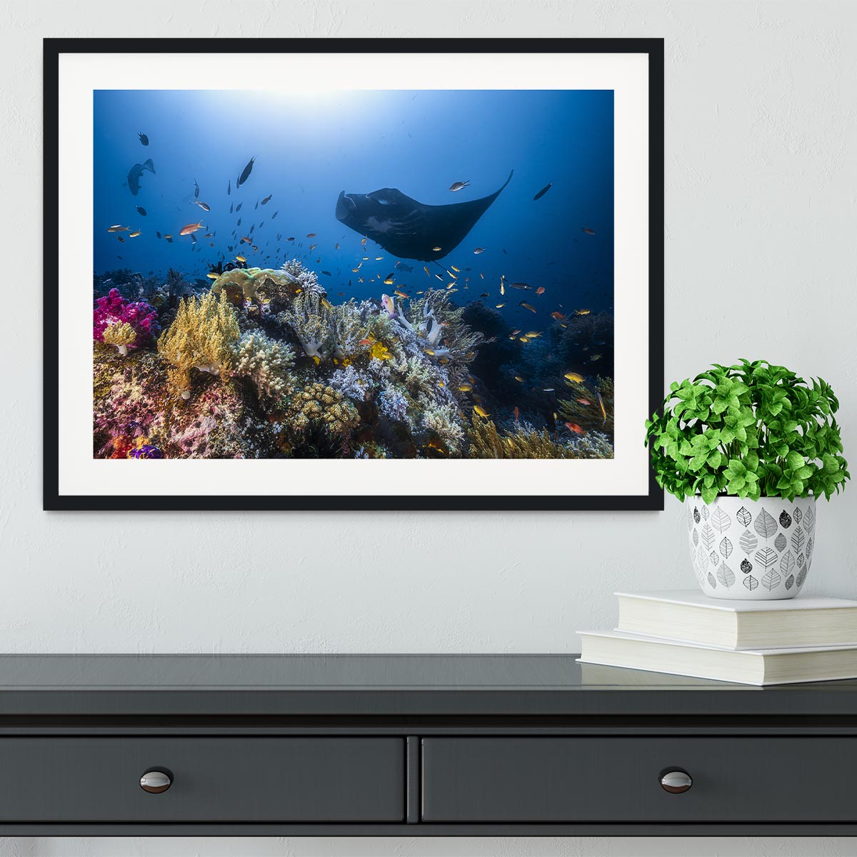 Manta Reef On The Reef Framed Print - Canvas Art Rocks - 1