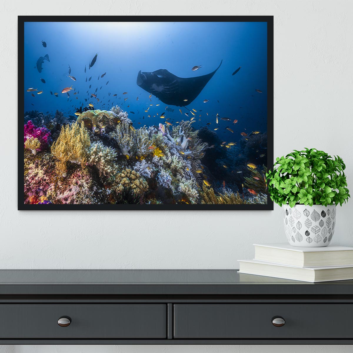 Manta Reef On The Reef Framed Print - Canvas Art Rocks - 2