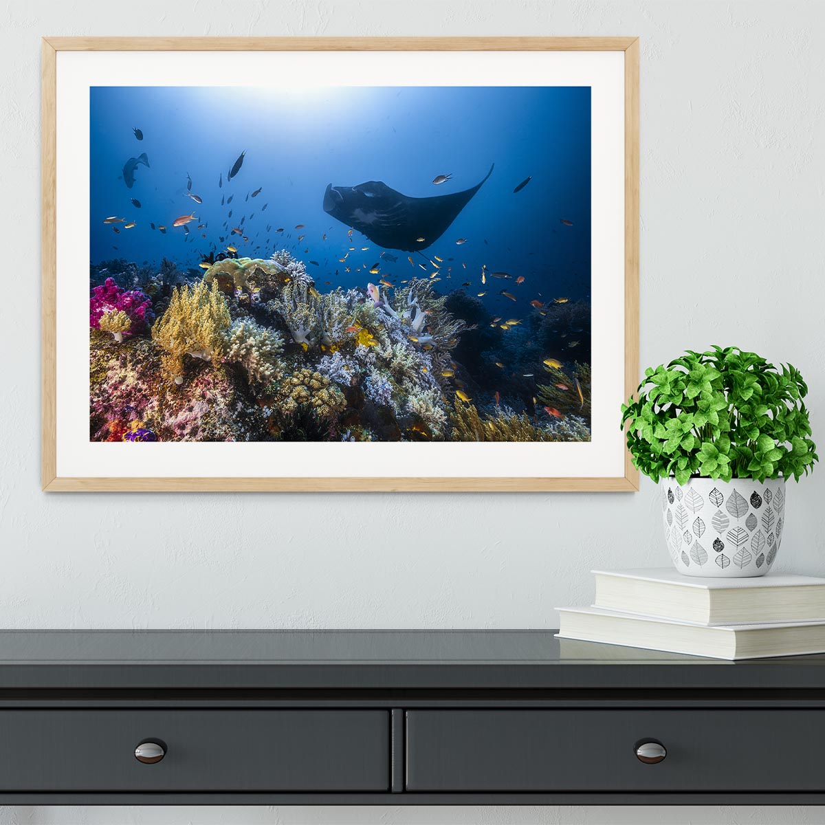 Manta Reef On The Reef Framed Print - Canvas Art Rocks - 3