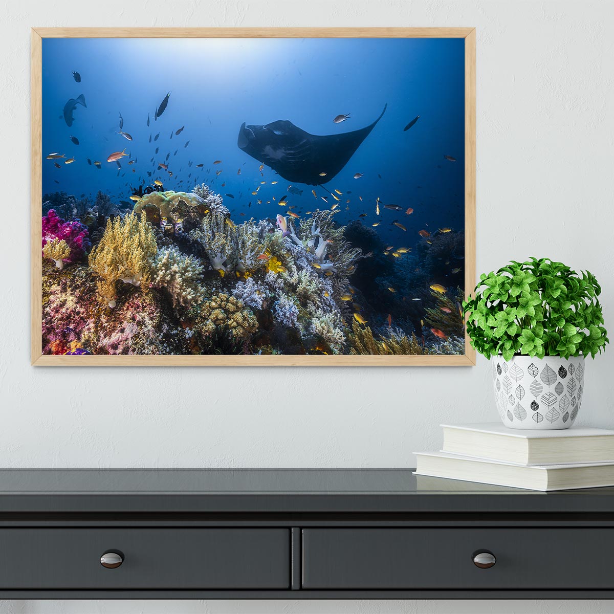 Manta Reef On The Reef Framed Print - Canvas Art Rocks - 4