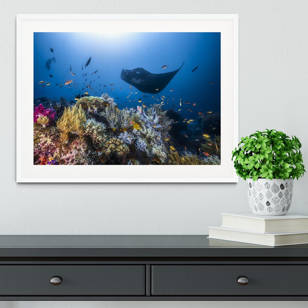 Manta Reef On The Reef Framed Print - Canvas Art Rocks - 5