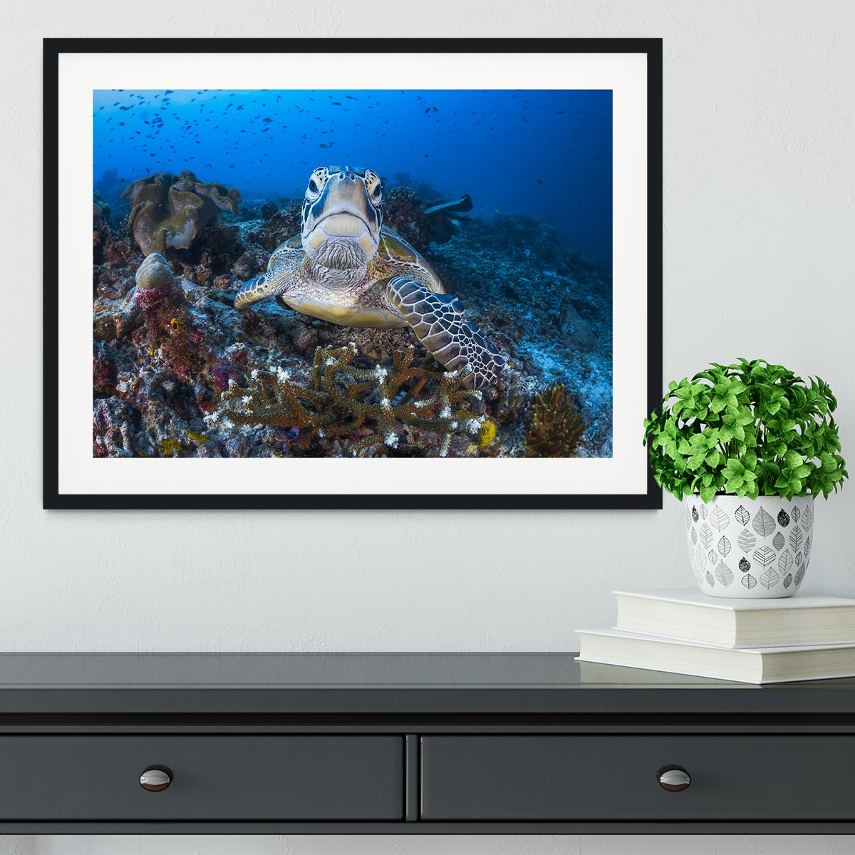 Face To Face With A Green Turtle Framed Print - Canvas Art Rocks - 1