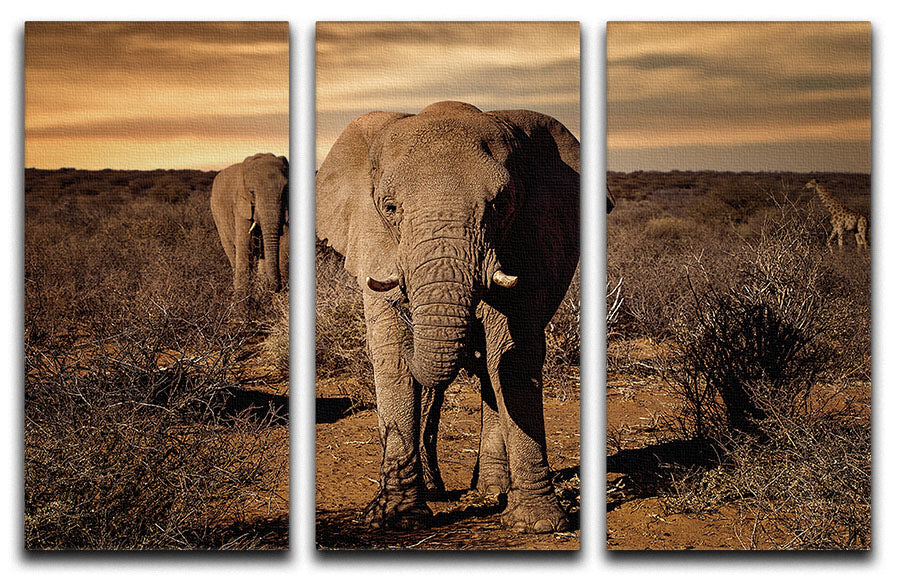 Elephant Posing 3 Split Panel Canvas Print - Canvas Art Rocks - 1
