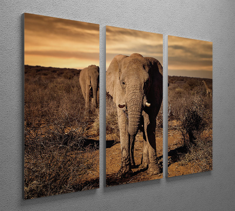 Elephant Posing 3 Split Panel Canvas Print - Canvas Art Rocks - 2