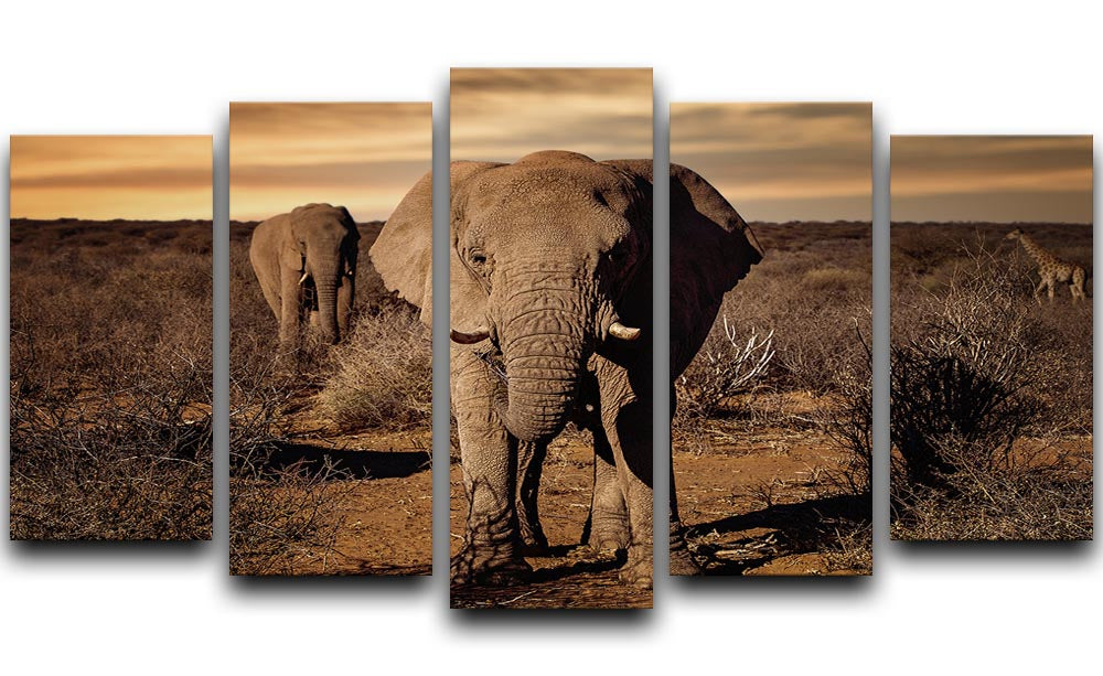 Elephant Posing 5 Split Panel Canvas - Canvas Art Rocks - 1