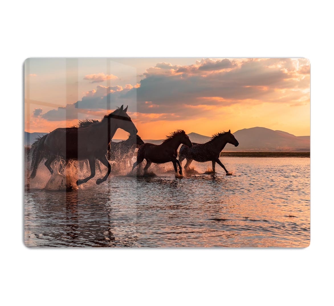 Water Horses HD Metal Print - 1x - 1