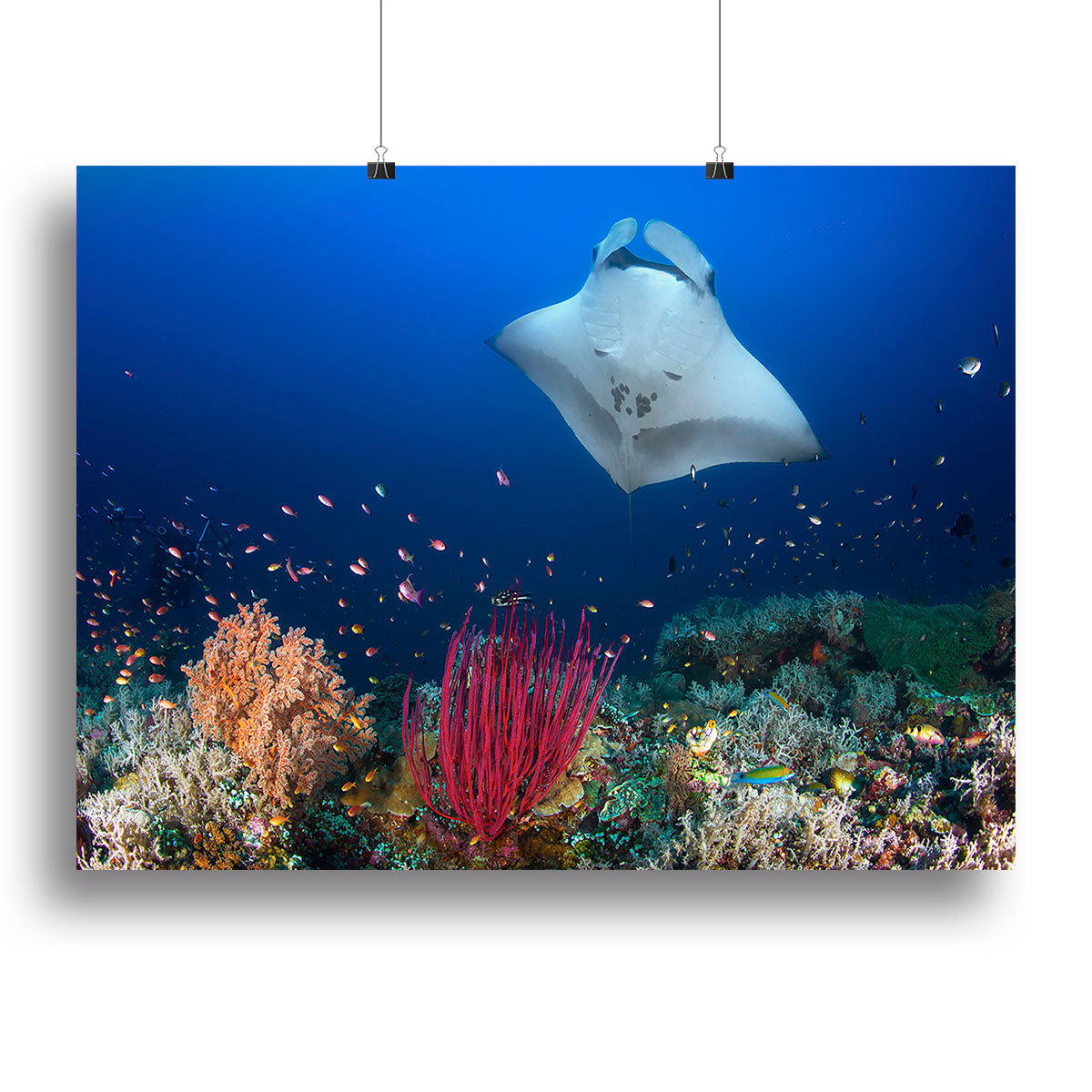 Ocean Manta Ray On The Reef Canvas Print or Poster - Canvas Art Rocks - 2