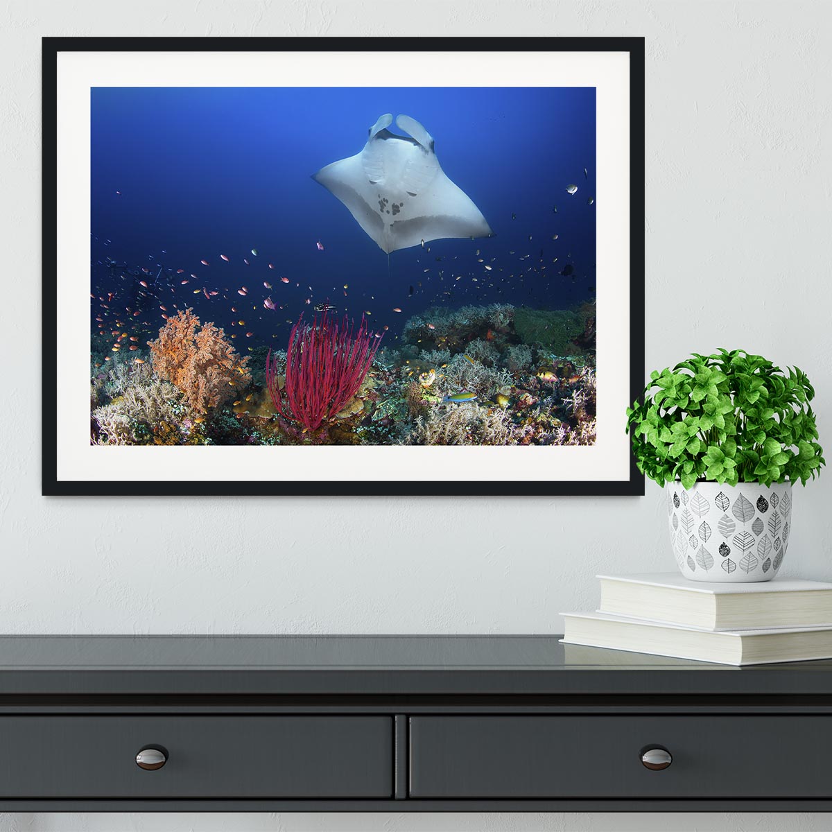 Ocean Manta Ray On The Reef Framed Print - Canvas Art Rocks - 1