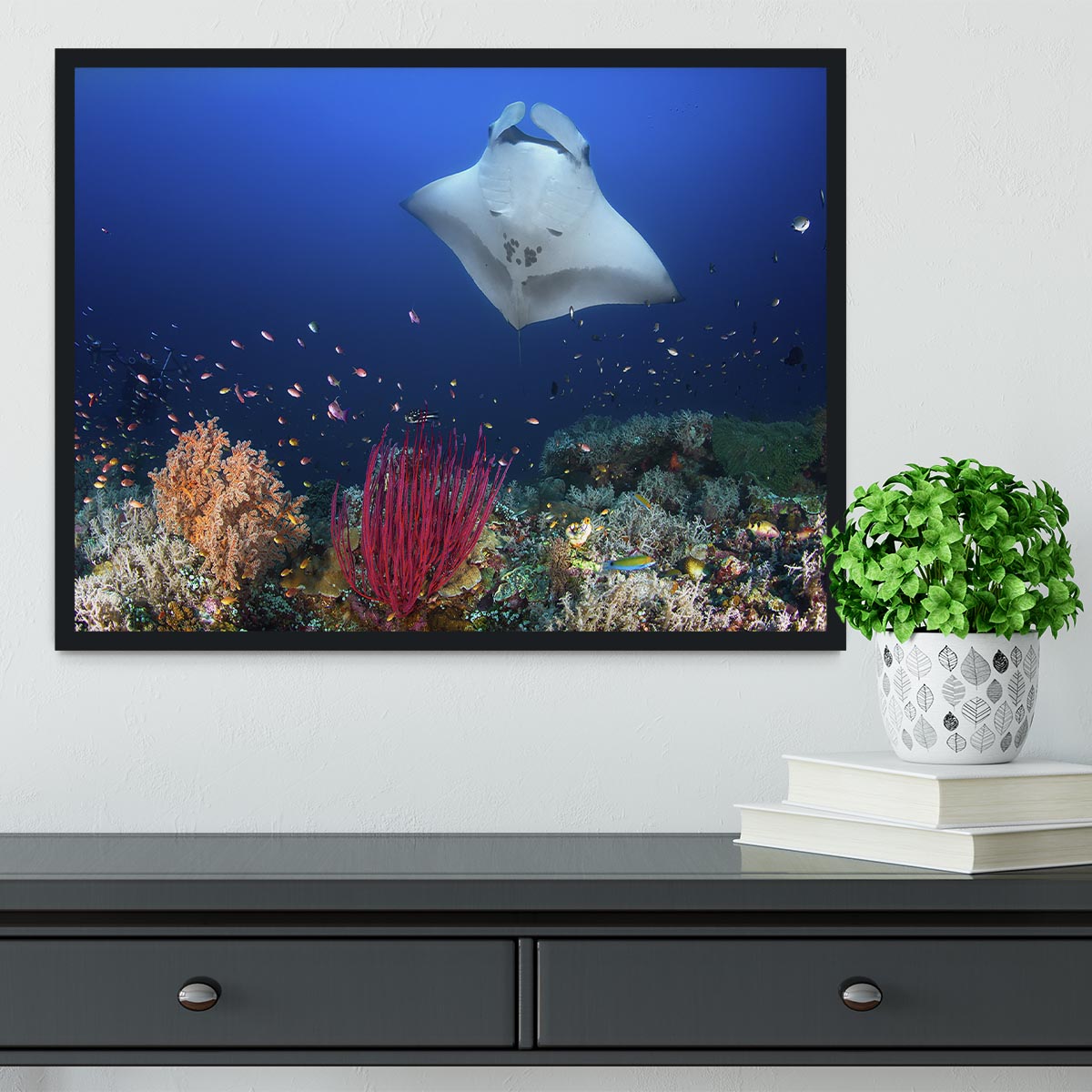 Ocean Manta Ray On The Reef Framed Print - Canvas Art Rocks - 2