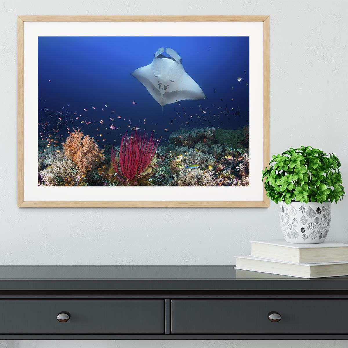 Ocean Manta Ray On The Reef Framed Print - Canvas Art Rocks - 3
