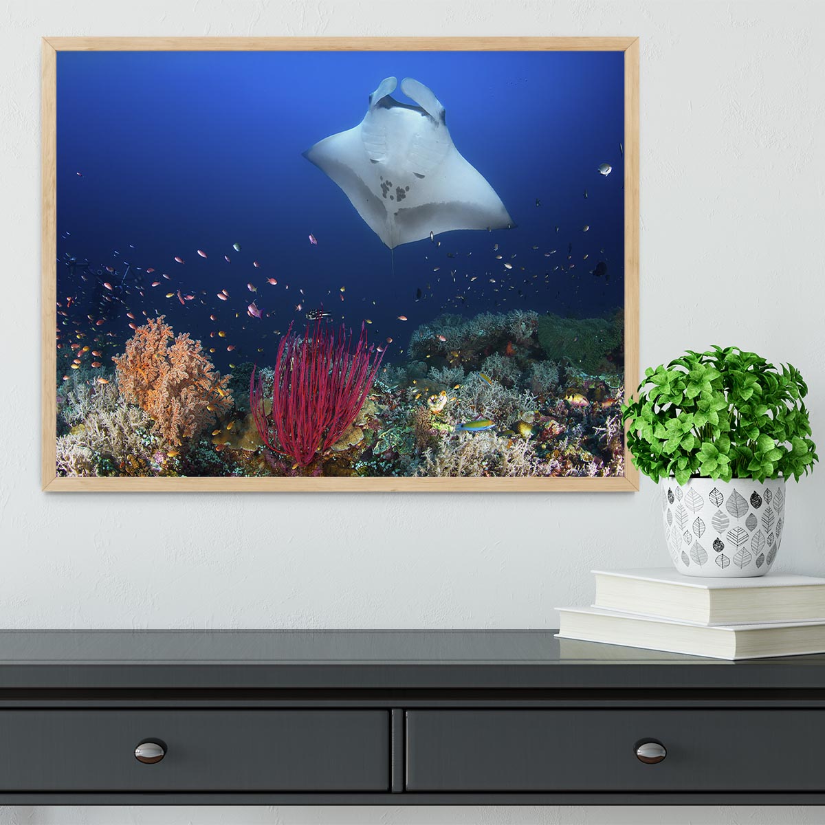 Ocean Manta Ray On The Reef Framed Print - Canvas Art Rocks - 4