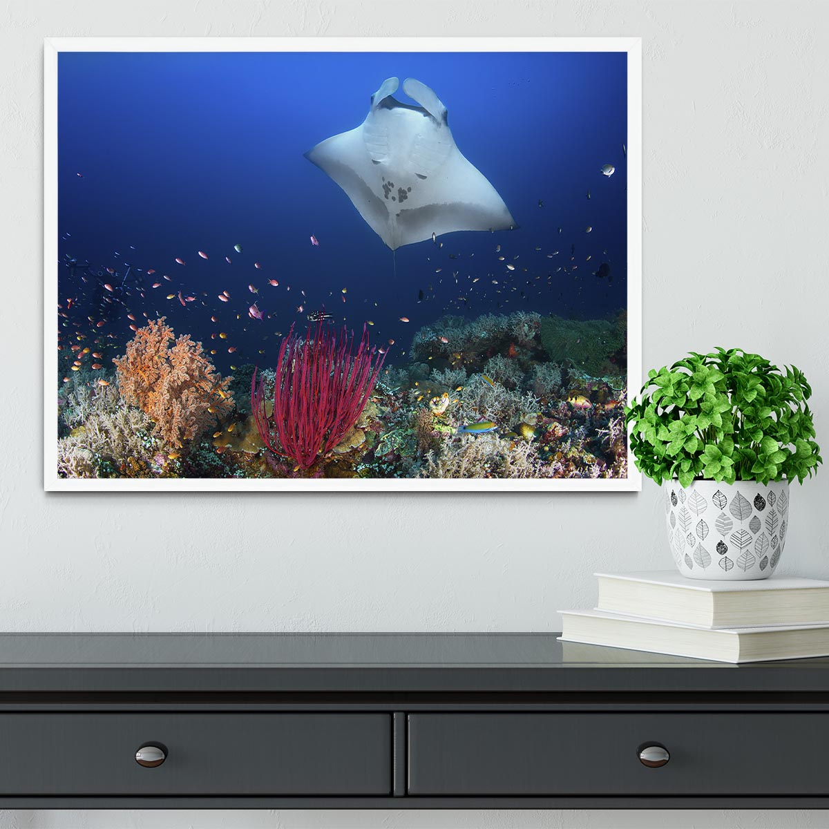 Ocean Manta Ray On The Reef Framed Print - Canvas Art Rocks -6