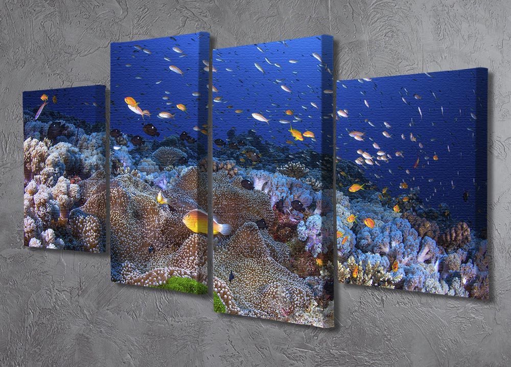 Anemon And Anthias 4 Split Panel Canvas - Canvas Art Rocks - 2