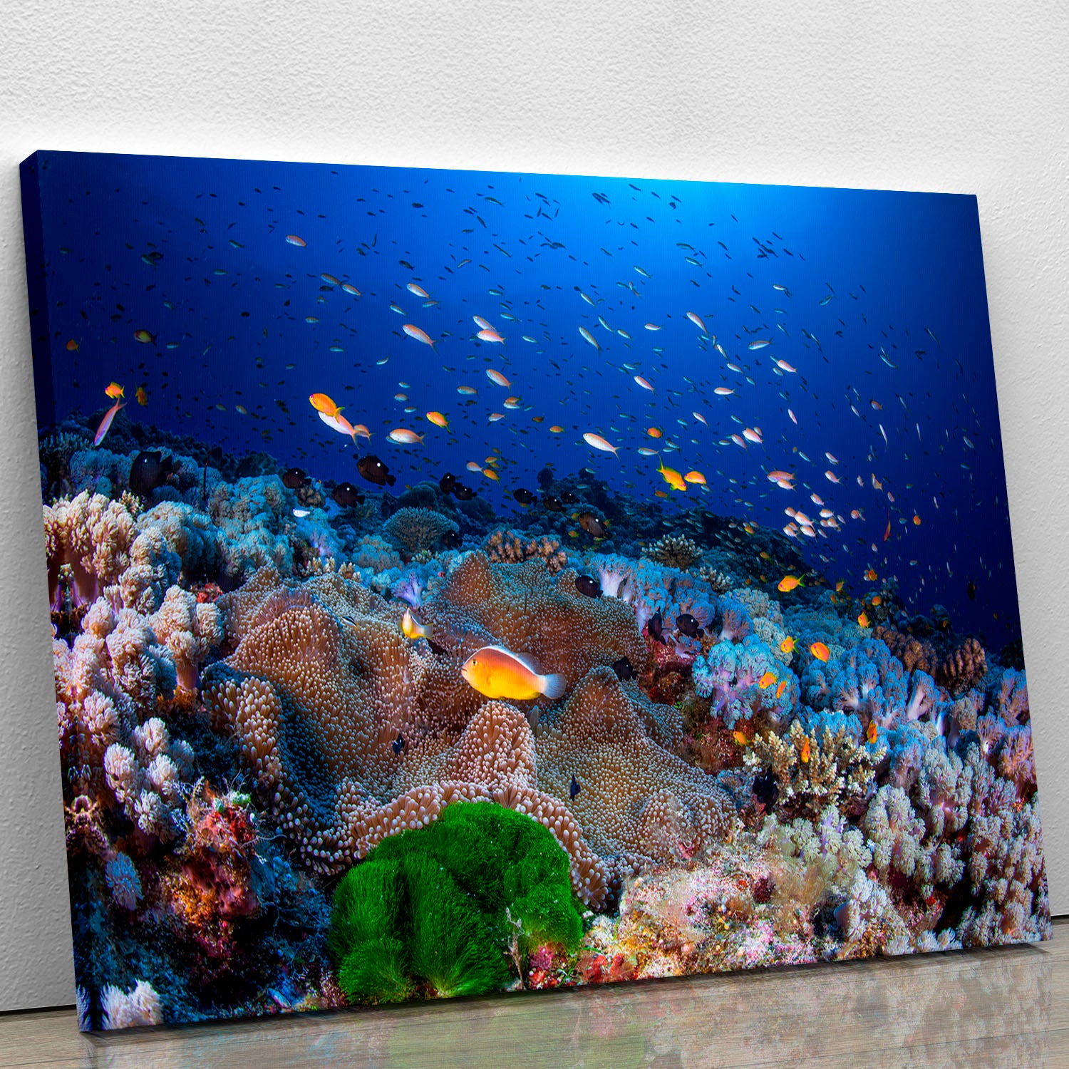Anemon And Anthias Canvas Print or Poster - Canvas Art Rocks - 1