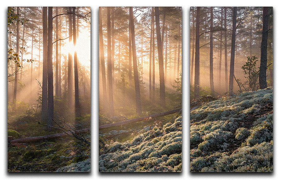 Fog In The Forest With White Moss In The Forground 3 Split Panel Canvas Print - Canvas Art Rocks - 1