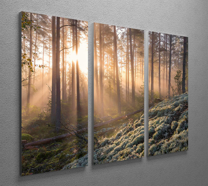 Fog In The Forest With White Moss In The Forground 3 Split Panel Canvas Print - Canvas Art Rocks - 2