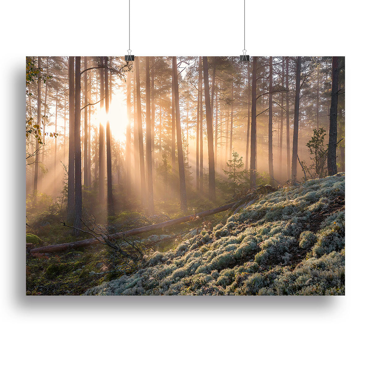 Fog In The Forest With White Moss In The Forground Canvas Print or Poster - Canvas Art Rocks - 2