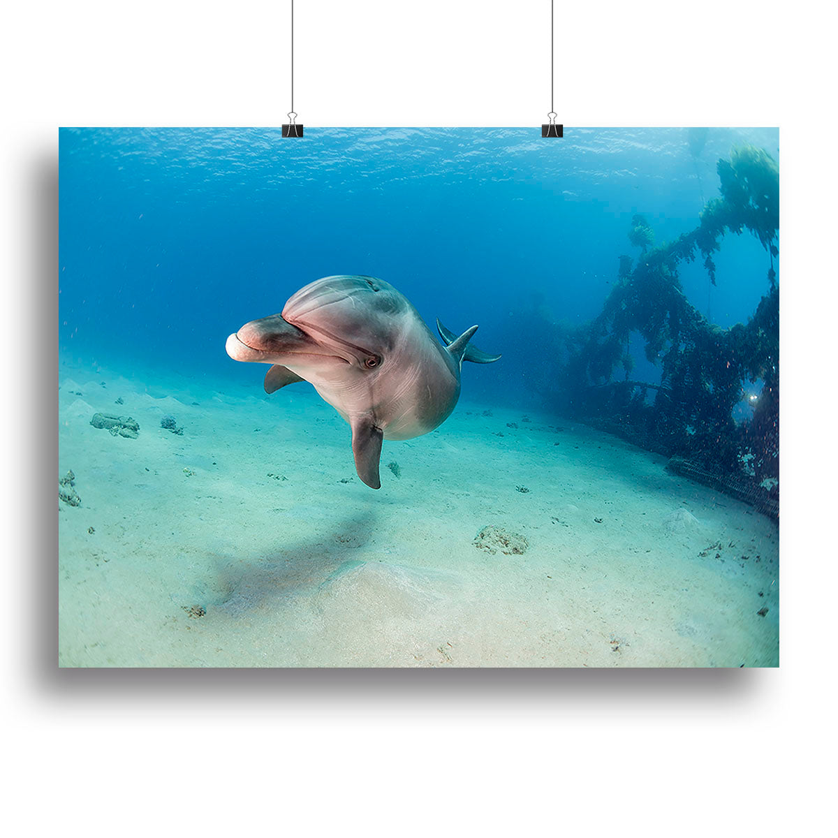 Dolphin Canvas Print or Poster - Canvas Art Rocks - 2