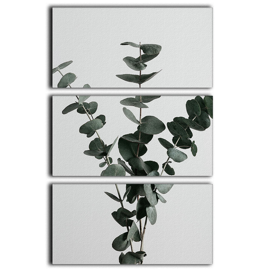 Eucalyptus Natural 01 3 Split Panel Canvas Print - Canvas Art Rocks - 1