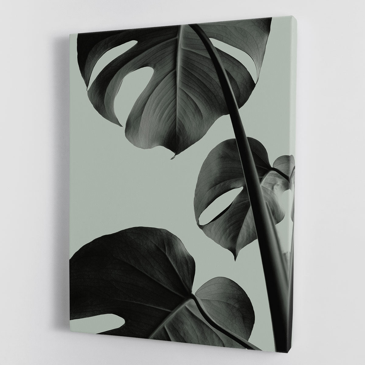Monstera Teal 03 Canvas Print or Poster - Canvas Art Rocks - 1