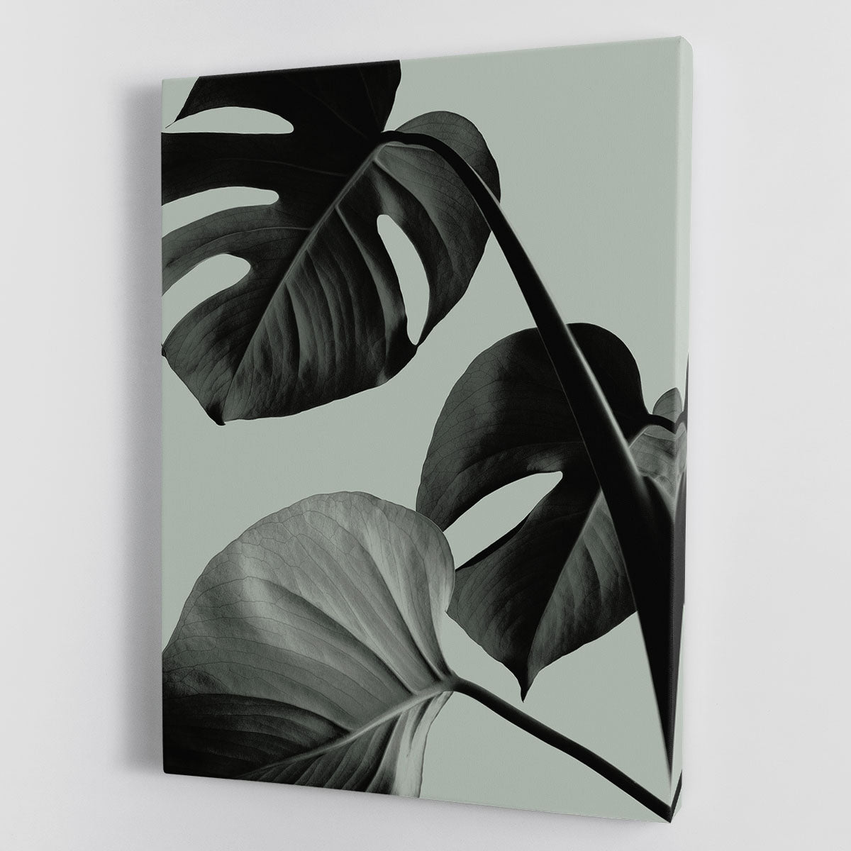 Monstera Teal 07 Canvas Print or Poster - Canvas Art Rocks - 1