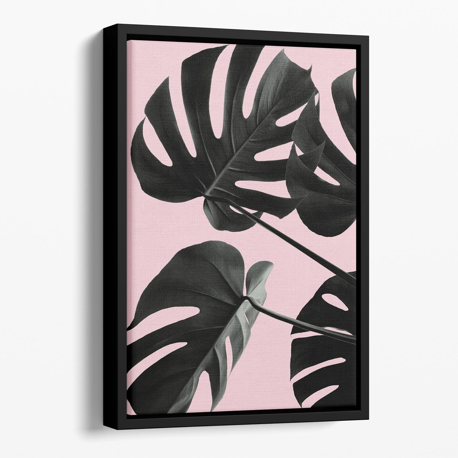 Monstera Pink No 01 Floating Framed Canvas - Canvas Art Rocks - 1