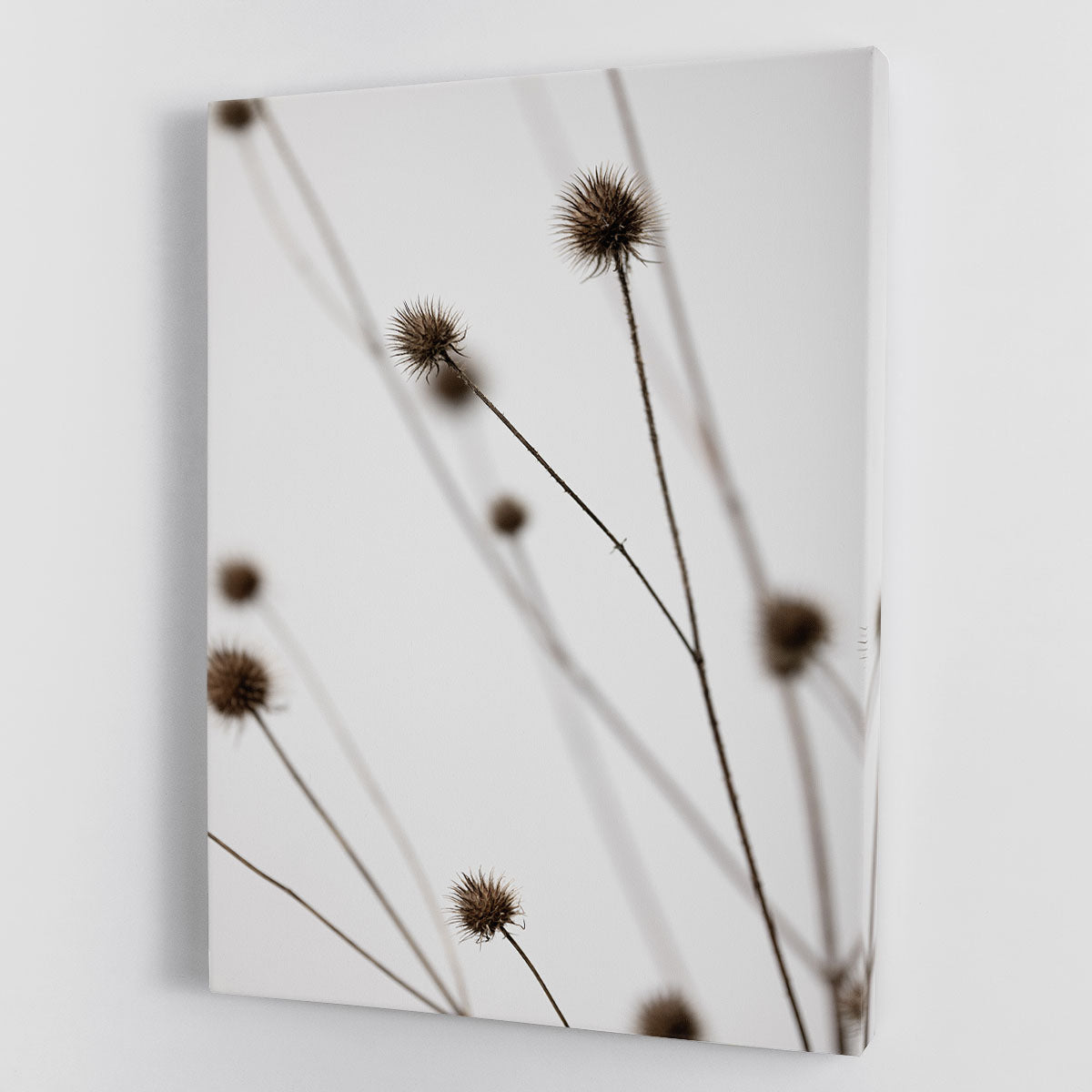 Thistle Grey 05 Canvas Print or Poster - Canvas Art Rocks - 1