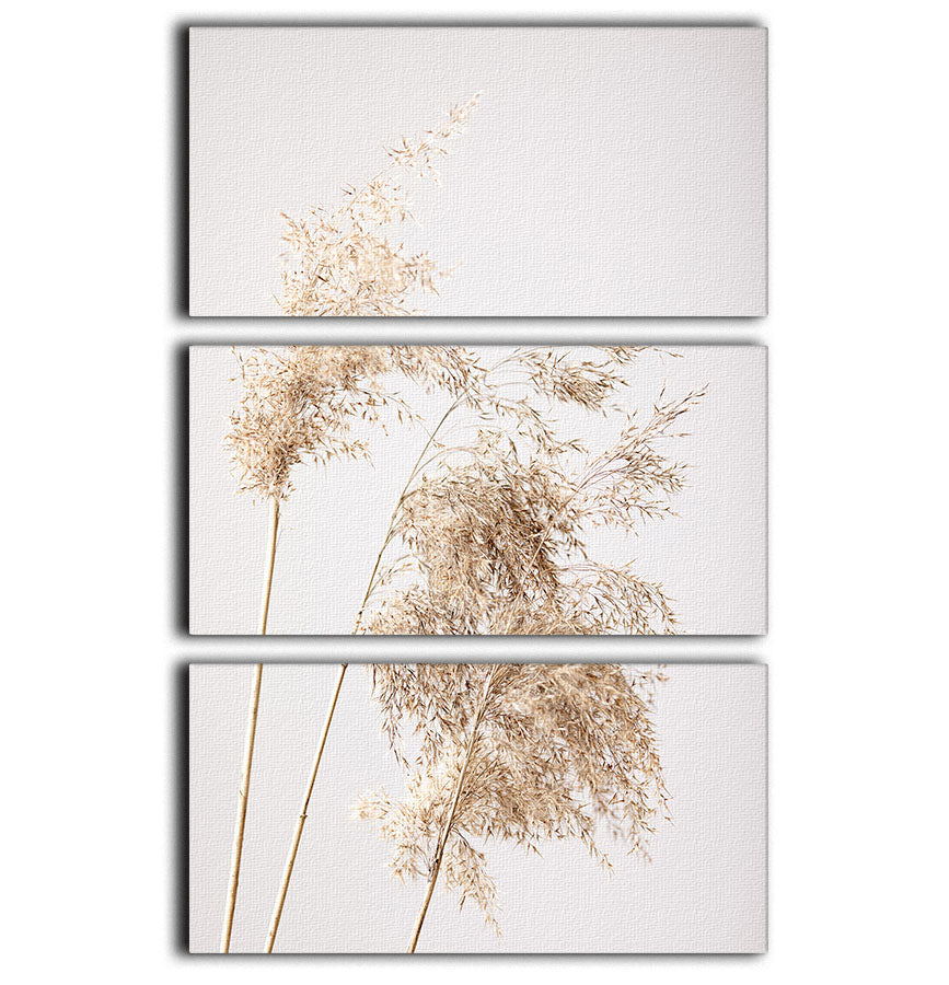 Reed Grass Grey 07 3 Split Panel Canvas Print - Canvas Art Rocks - 1