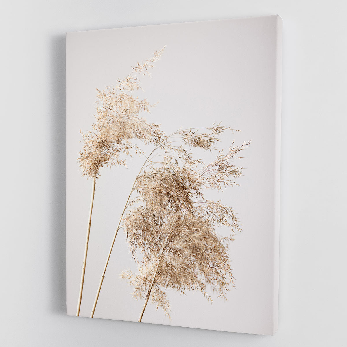 Reed Grass Grey 07 Canvas Print or Poster - Canvas Art Rocks - 1
