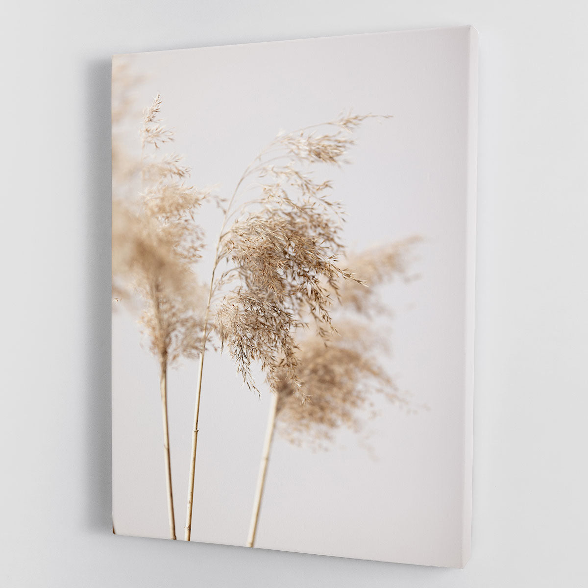 Reed Grass Grey 09 Canvas Print or Poster - Canvas Art Rocks - 1