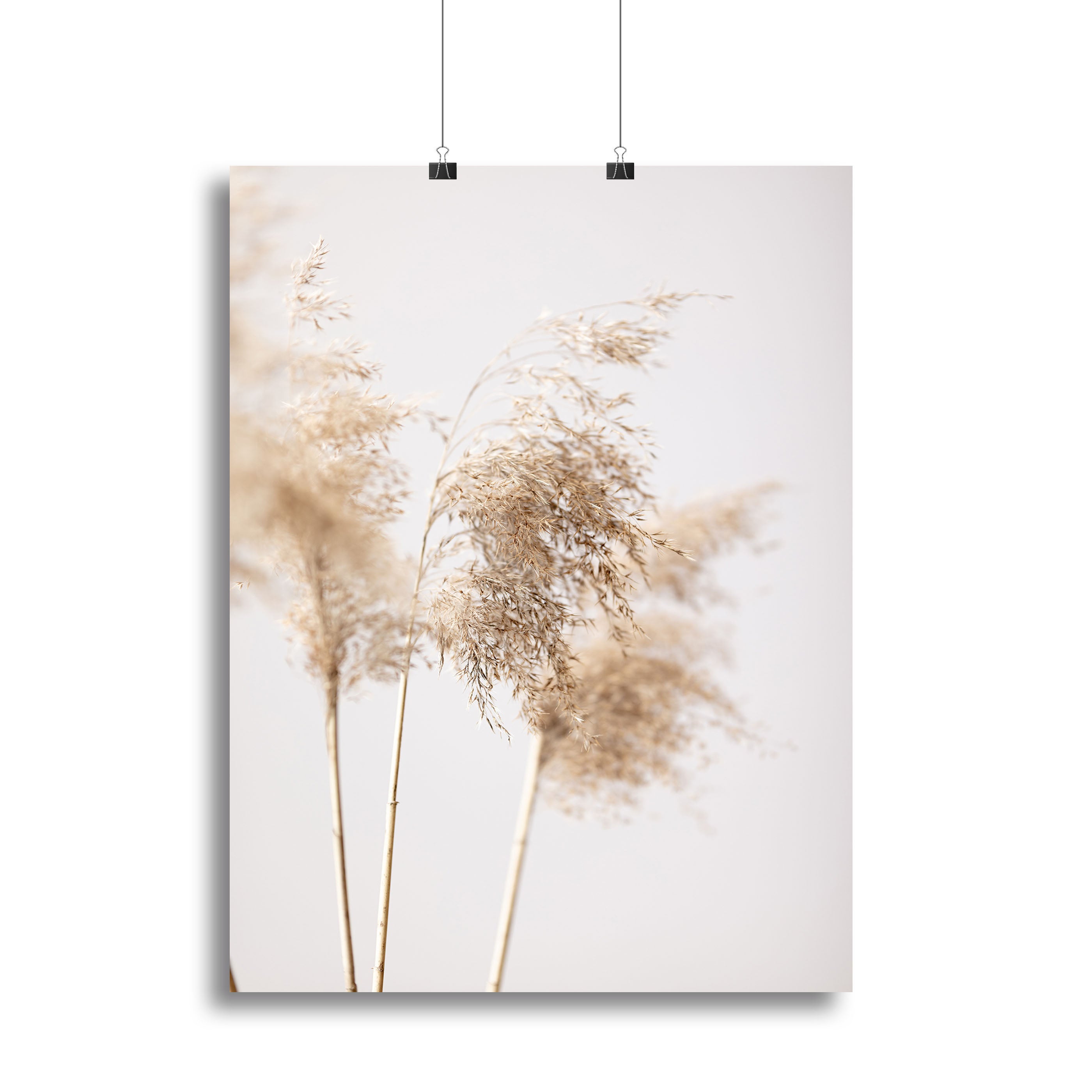 Reed Grass Grey 09 Canvas Print or Poster - Canvas Art Rocks - 2