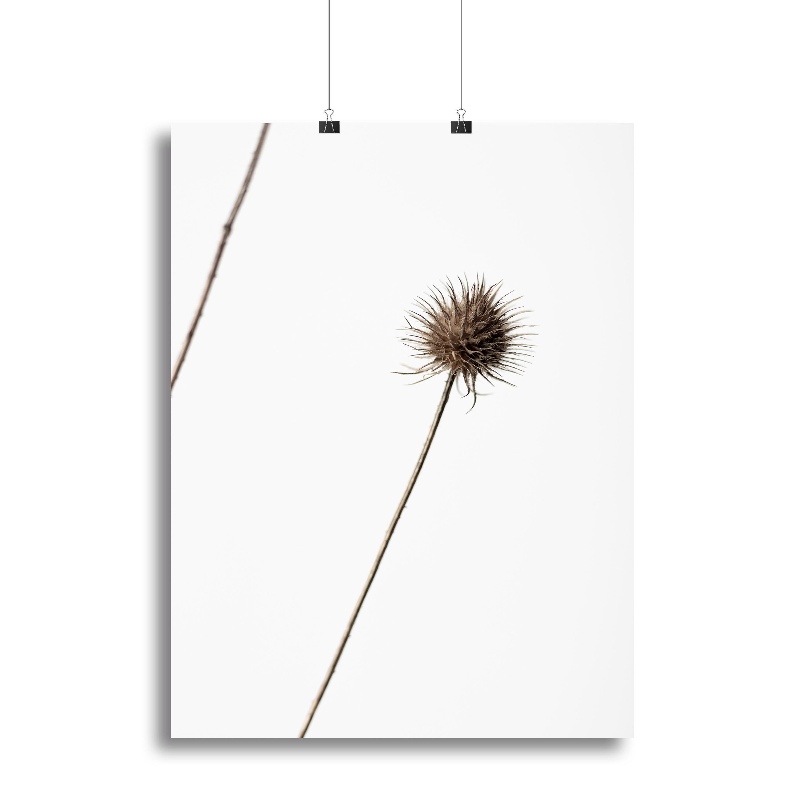 Thistle Grey 08 Canvas Print or Poster - Canvas Art Rocks - 2