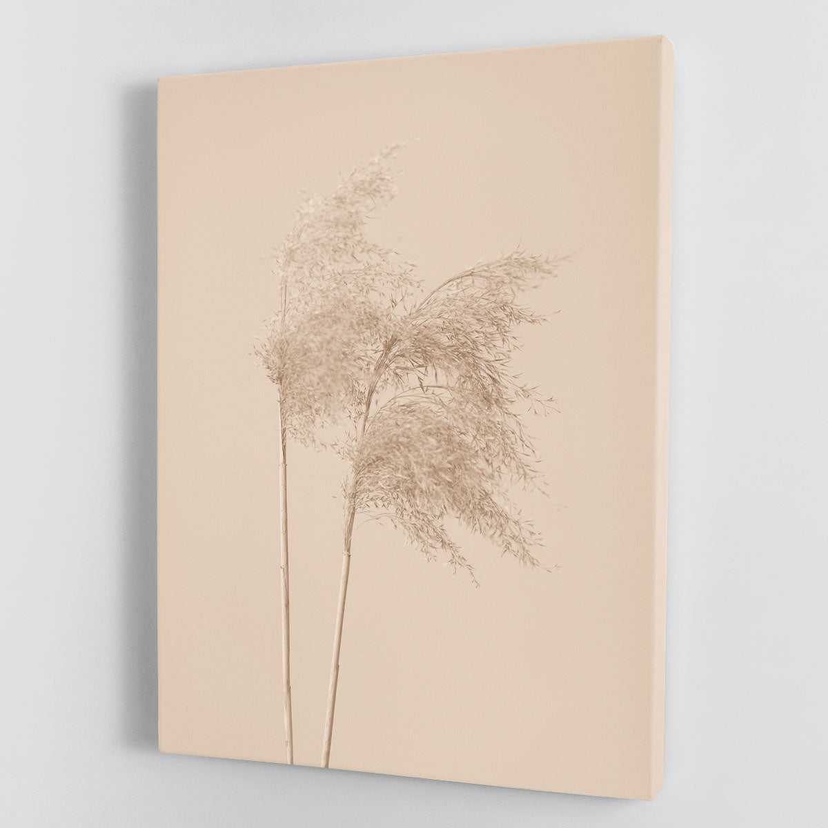 Reed Grass Beige 02 Canvas Print or Poster - Canvas Art Rocks - 1