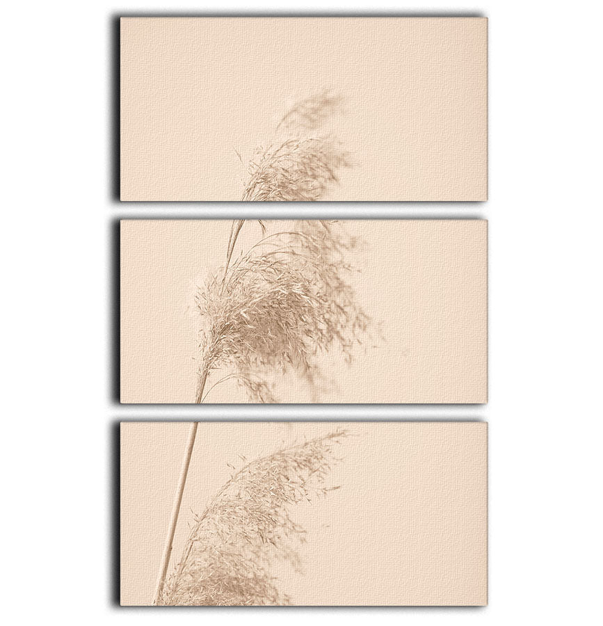 Reed Grass Beige 03 3 Split Panel Canvas Print - Canvas Art Rocks - 1